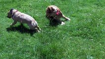 Alfie & Shelby Jug dogs, Bridie Chug & Willow Cocker Spaniel whizzing.