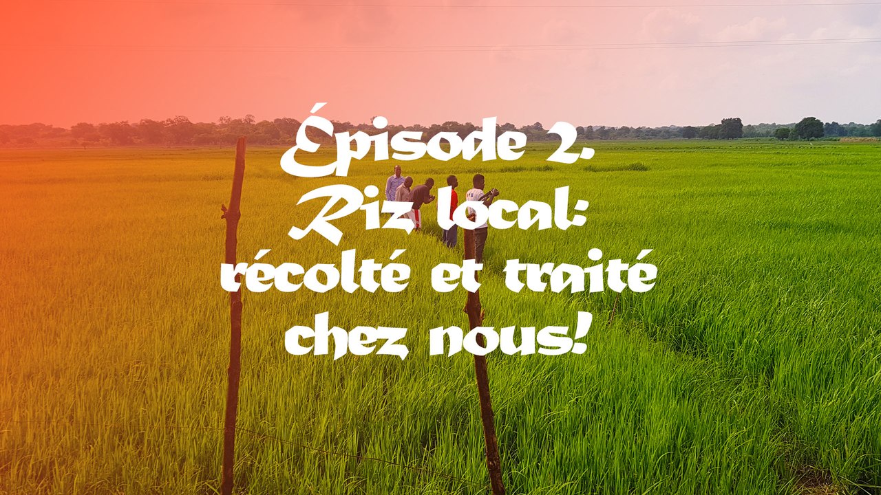 #Riz Local Episode 2. Recolté et traité chez nous !