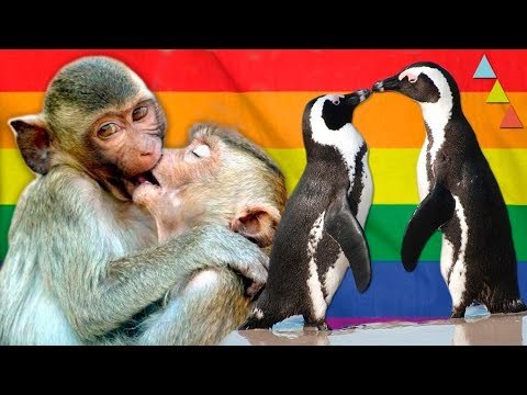 8 Animales que no sabías que eran BISEXUALES