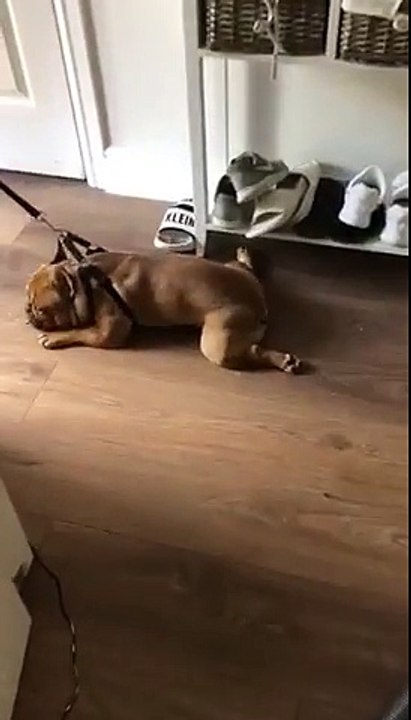 Quand ton chien veut pas sortir se balader lol