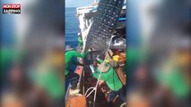 Vietnam : Des pêcheurs sauvent un requin-baleine pris dans les filets (Vidéo)