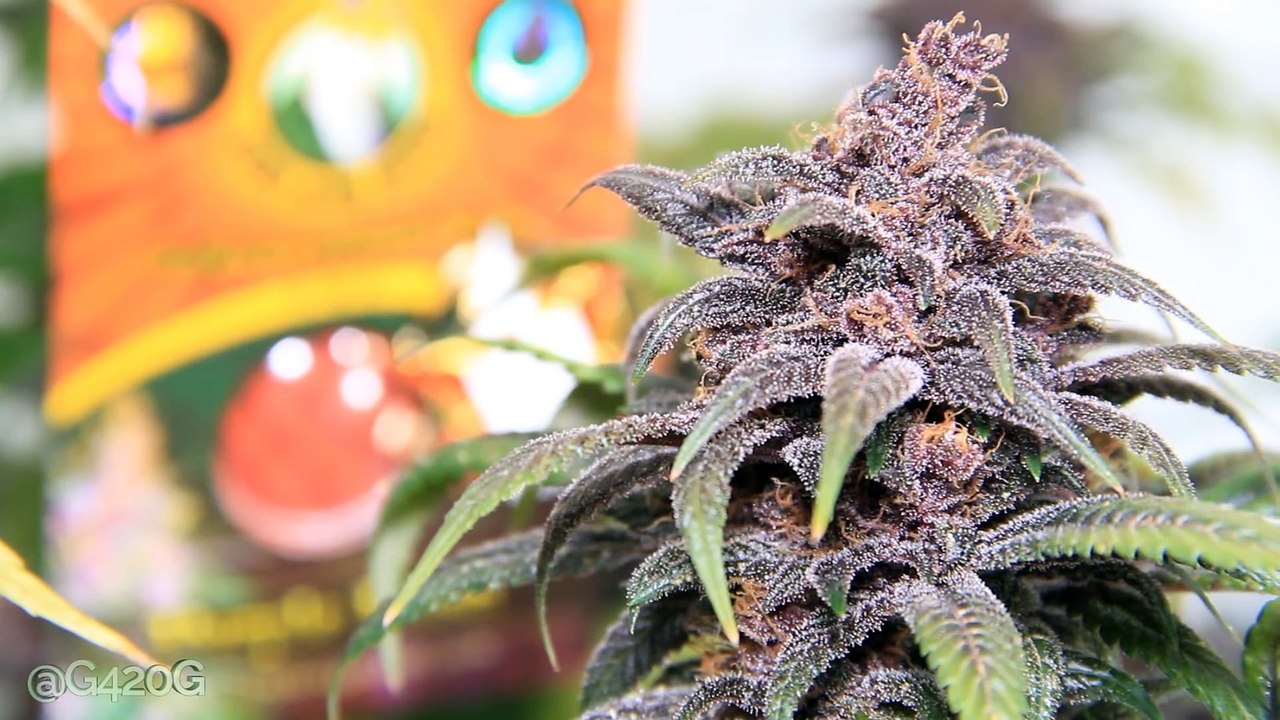 Cannabis In Motion Purple Kush