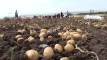 Çorum'da Patates Hasadı Başladı