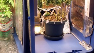 How I made my Grow Box for Vegging and Flowering LV
