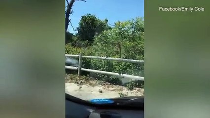 Un écureuil a trouvé de quoi se nourrir dans un préservatif !