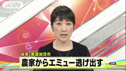 イノシシ対策のエミューが逃走　行方不明に(18-07-13)