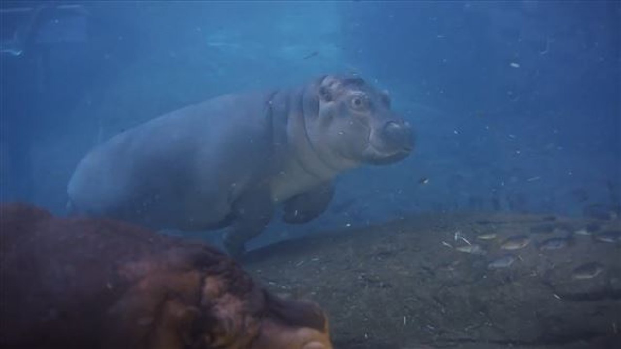 Rundherum süß: Baby-Hippo übt seine Unterwasser-Rolle