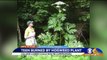 Teen Suffers Severe Burns From Giant Hogweed Plant