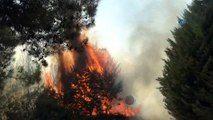 İzmir'de orman yangını... İzmir'de başlayan yangın büyüyor