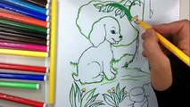 funny dog coloring page - how to color orange dog - Youtube Videos for Children