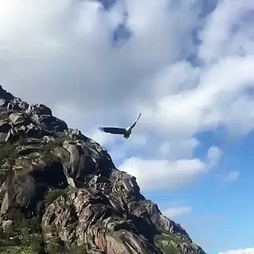 Cet aigle attrape un poisson en plein vol... Joli