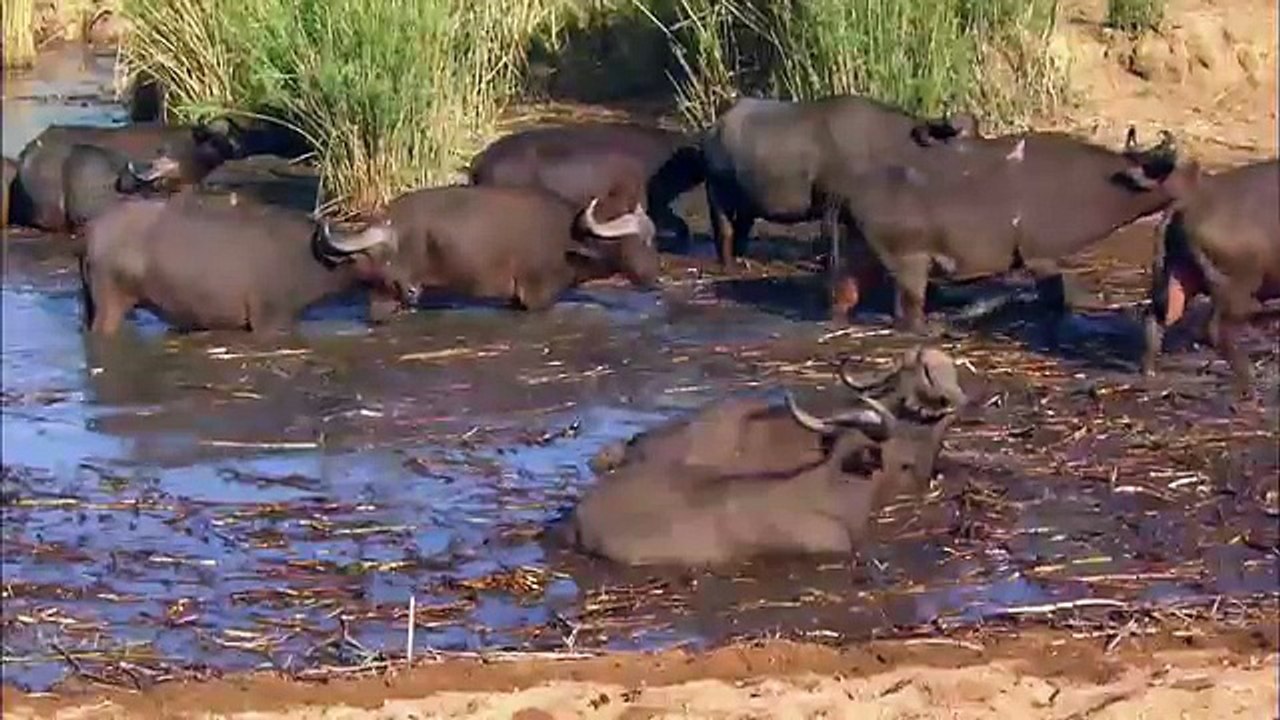 BUFFALOS | Animals for children. Kids videos. Kindergarten | Preschool learning