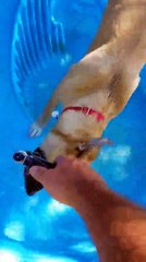 Homem encontra cachorrinho sozinho amarrado às trilhas de um trem