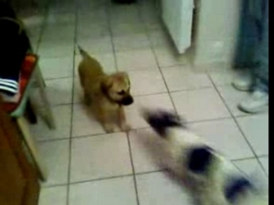 cusko et dalko