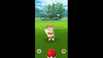 Pokemon GO: Furret Goes Hostile