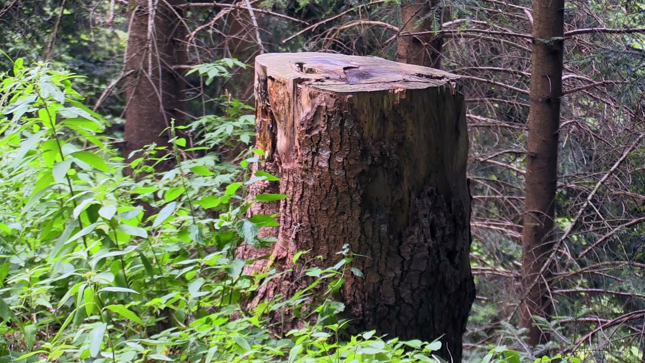 Dans la peau d'un forestier