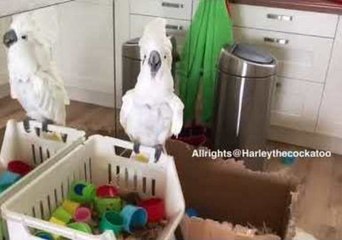 Harley the Cockatoo Is Ready for the Weekend
