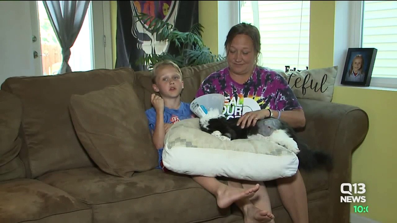 Missing Cat Returns Home With Arrow Shot Through Its Body