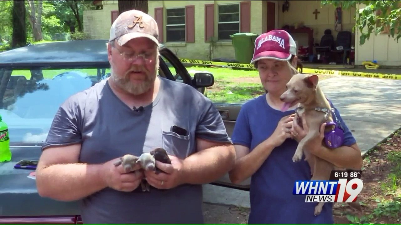 Three Newborn Puppies Rescued from House Fire in Alabama