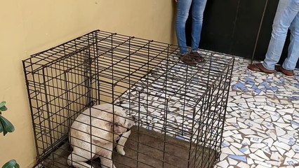 The greatest survivor of all Gambian dogs!