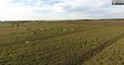 Until the Cows Come Home - 2016 Nov - Thibodaux Drone Aerial - 4K(2160p)