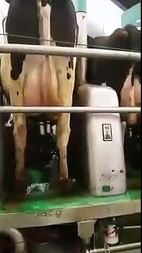 Automatic Cow Milking Machine(750 Cows Milked In 2.5 Hours )