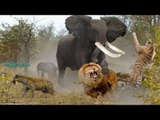 Smart Elephant Chasing Pack of Lions vs Wild Dogs