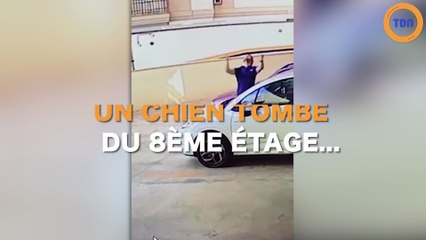 Un chien tombe du 8éme étage