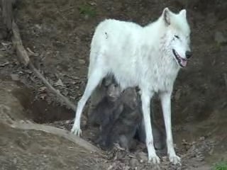 BB loups avec leur Maman au Parc Oméga