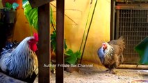 Life of birds - Brahma chicken (Burnham)