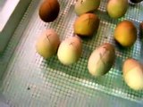 How To Incubate and Hatch Chickens Eggs at Home In Glover VT