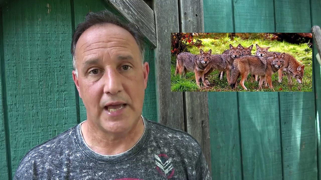 Coyotes and Prepping