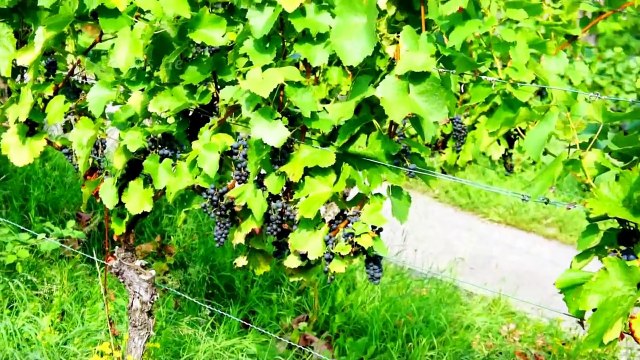 Blue Wine Grape Vineyard Farm in Europe