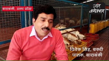 बारबरी बकरी पालिए और मुनाफा कमाइए | Profit from  Barbari goat farming |