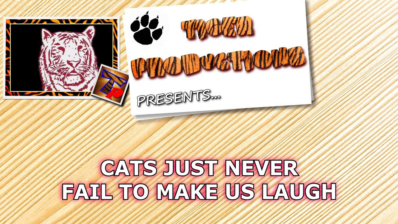 Cats just never fail to make us laugh Funny cat compilation
