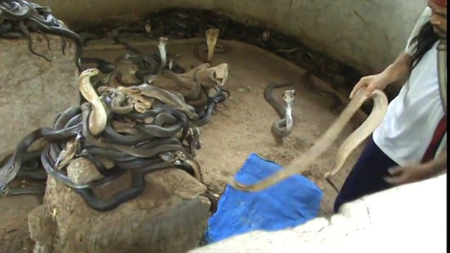 Man Selecting Cobras For Snake Show Selection of snakes for the snake show Cobra SLAP