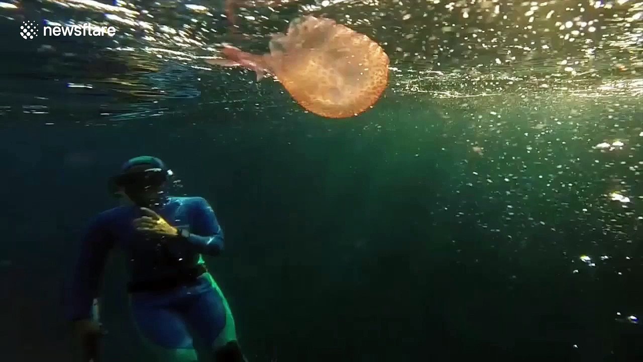 Spinning around: Watch a jellyfish latch onto a bubble ring blown by a diver