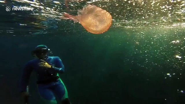 Spinning around: Watch a jellyfish latch onto a bubble ring blown by a diver
