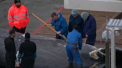 Verdacht auf illegalen Blauwal-Fang vor Island