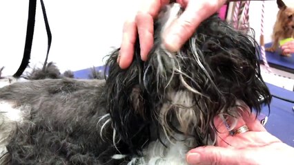 Cadelinha viveu presa em gaiola por 11 anos e agora nem acredita como sua vida é boa (parte 1)