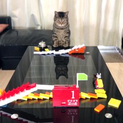 Bu kediler garip hayvanlar