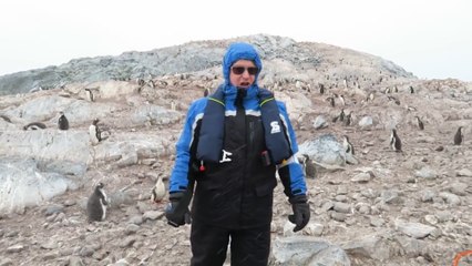 A los pingüinos no les gusta escuchar la ópera ni la música clásica