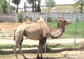 Maria the Camel Picks France for World Cup After Successful Semi-Final Prediction