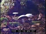 Mushroom TL - Time Lapse of Mushrooms Growing - Best Shot Footage - Stock Footage