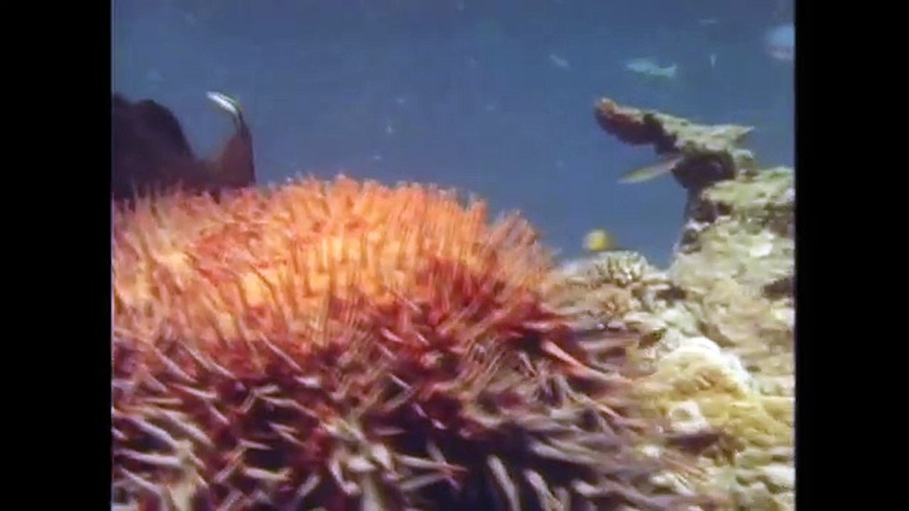 The Coral Reefs Are Dying [Marine Life Documentary] | Wild Things