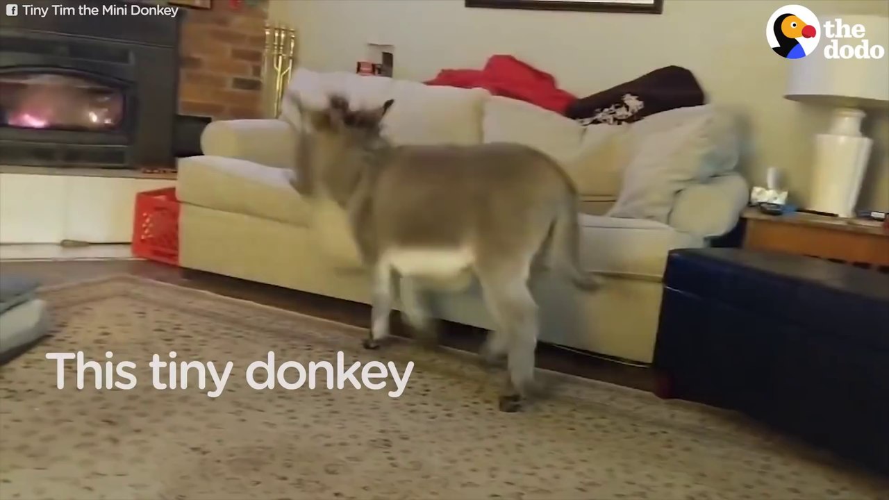Ce bébé âne se prend pour un chien... Tellement adorable