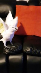 Cockatoo is Happy When Owner Disappears