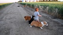 Baby Boy Loves Corgi Puppies