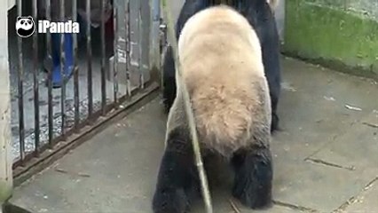 Sevimli yaramaz pandalar yiyişiyor