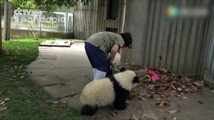 Panda parkını temizlemeye çalışan bakıcıya bela olan sevimli panda